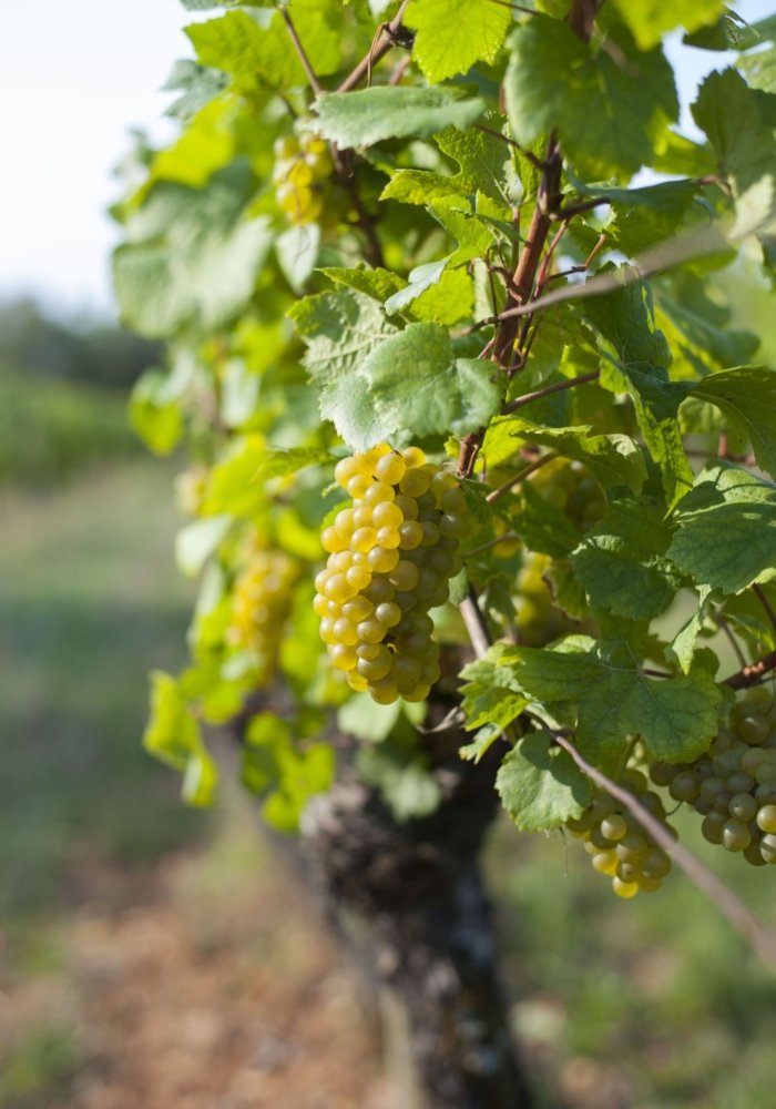 Vins de Bourgogne raisin blanc